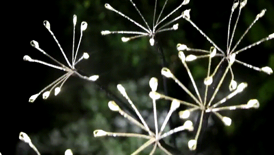 Solar Garden Lights Set of 2, 120 LED Flickering Firework Effect Lights with Two Lighting Options, Waterproof Solar Outdoor Lights for Garden, Pathway & Yard Decoration, Perfect Gift for Her